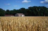 Cena żyta konsumpcyjnego w ciągu tygodnia obniżyła się o 3,9 proc. Za ziarno to średnio w kraju uzyskiwano 507 zł/t, tj. o prawie 32 proc. mniej niż miesiąc wcześniej i o 9 proc. mniej niż przed rokiem.