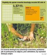 Plantacje chwastów za unijne pieniądze
