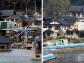 Kombinacja zdjęć. Po lewej stronie, domy zniszczone 11 marca 2011 w wyniku trzęsienia ziemi i tsunami w mieście Ishinomaki w Japonii. Zdjęcie z 2 kwietnia 2011 roku. Po prawej stronie, to samo miejsce fotografowane  09 września 2011 roku.