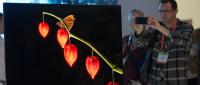 Telewizor OLED 55 Samsunga na International Consumer Electronics Show w Las Vegas