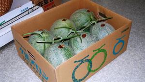 Królewskie melony Yubari