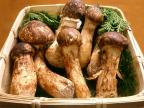 Grzyby Matsutake