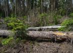 Fundacja Dzika Polska: Puszcza Białowieska zabliźnia rany po wyrębach, ale planowane wycinki zniszczą młode pokolenie drzew
