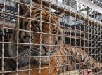 Główny Lekarz Weterynarii: ws. tygrysów: Polskie służby weterynaryjne wywiązały się z zadań. Lekarz graniczny otrzymał nagrodę