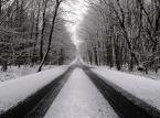 Tak wygląda nowa droga przez Magurski Park Narodowy. Czy inwestycja stanowi zagrożenie dla dzikiej przyrody?