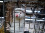 Fogiel: Będą rekompensaty dla tych, którzy stracą w wyniku ustawy o ochronie zwierząt