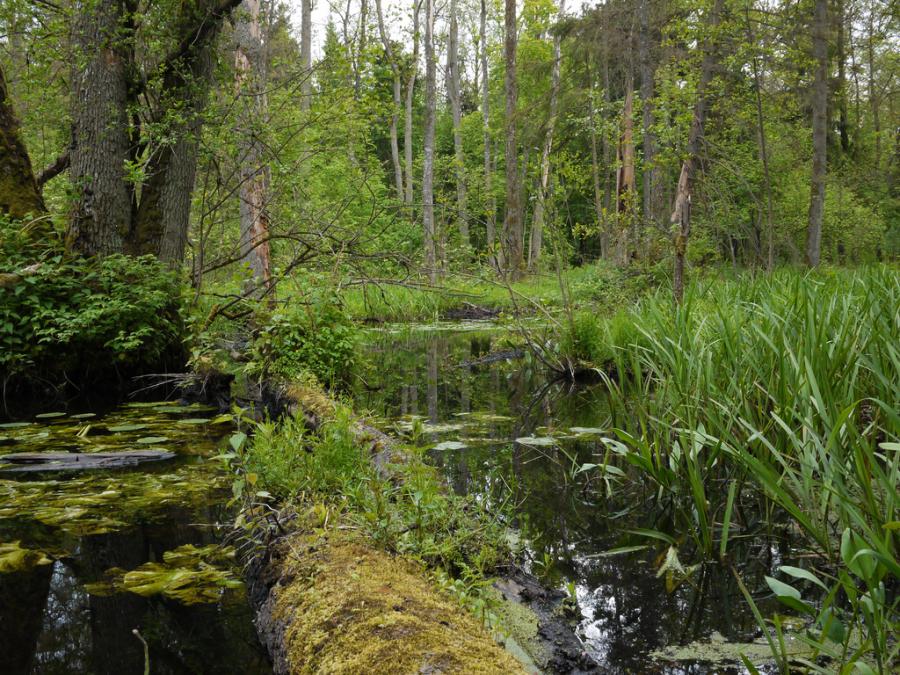 Bialowieski Park Narodowy | National parks, Natural landmarks, Landscape